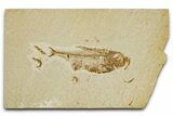 Detailed Fossil Fish (Diplomystus) - Wyoming #333760-1